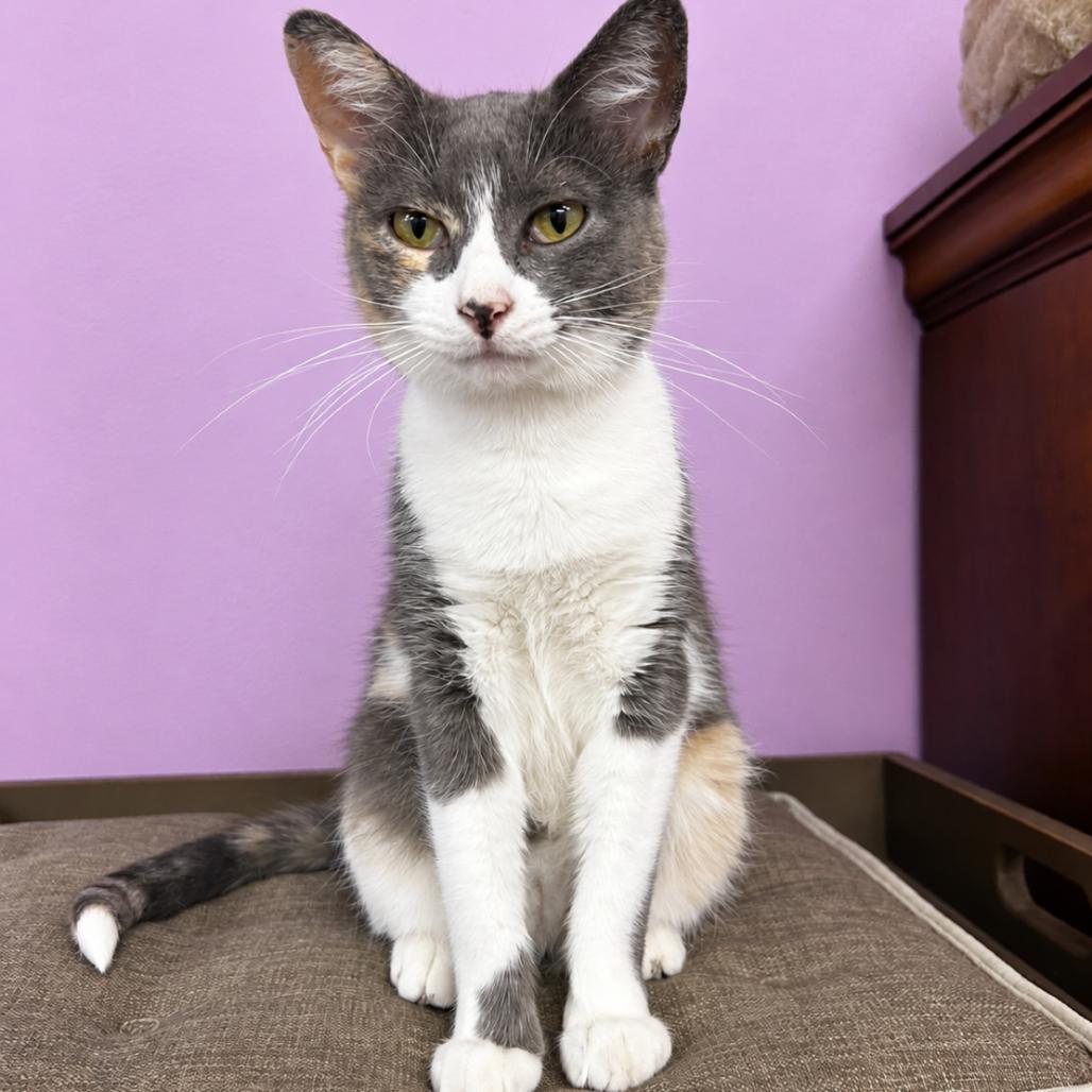 Enlarge Spin Cycle, a Adoptable Domestic Short Hair in Boerne, TX image 4/4