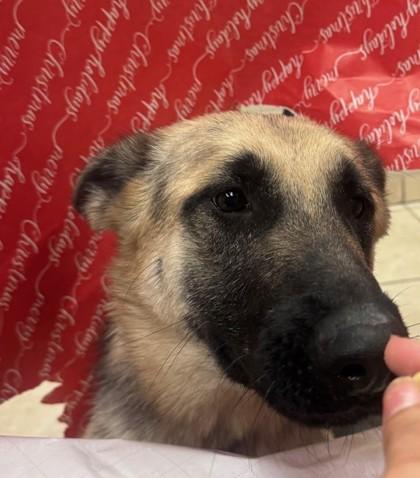 Carmen, Adoptable, Adult Female German Shepherd Dog & Mixed Breed.