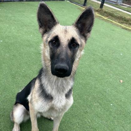 Enlarge Carmen, a Adoptable mixed breed in Farmers Branch, TX image 2/2