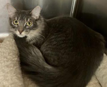 Enlarge Ariel, a Adoptable Domestic Long Hair in Warwick, RI image 9/13