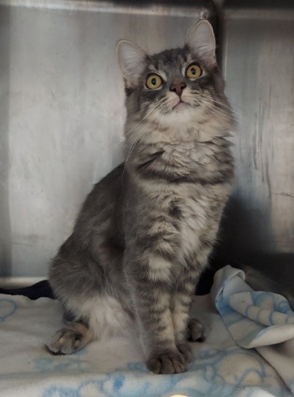 Enlarge Ariel, a Adoptable Domestic Long Hair in Warwick, RI image 11/13