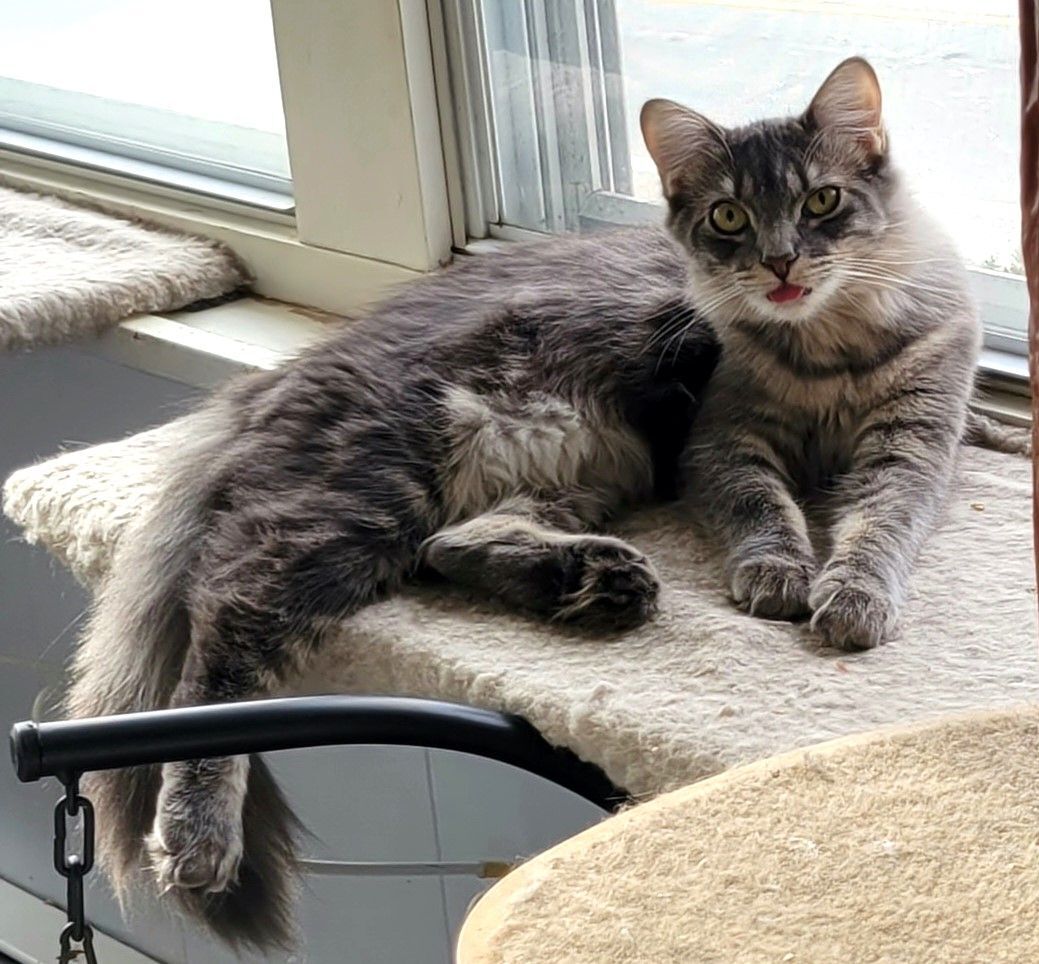 Enlarge Ariel, a Adoptable Domestic Long Hair in Warwick, RI image 12/13