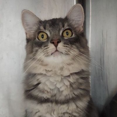 Enlarge Ariel, a Adoptable Domestic Long Hair in Warwick, RI image 13/13