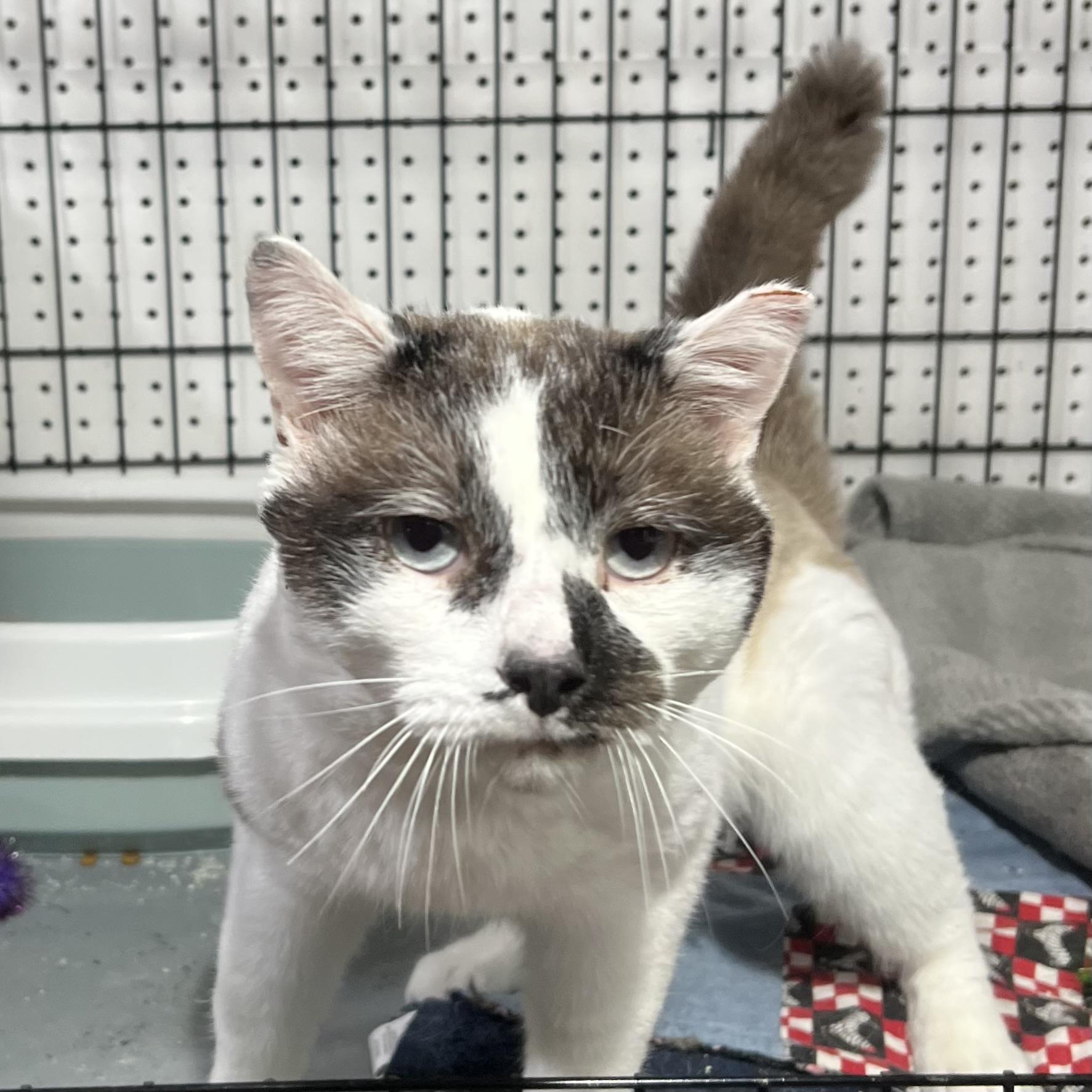 Enlarge Ferdinand, a Adoptable Domestic Short Hair in Brentwood, NH image 2/5