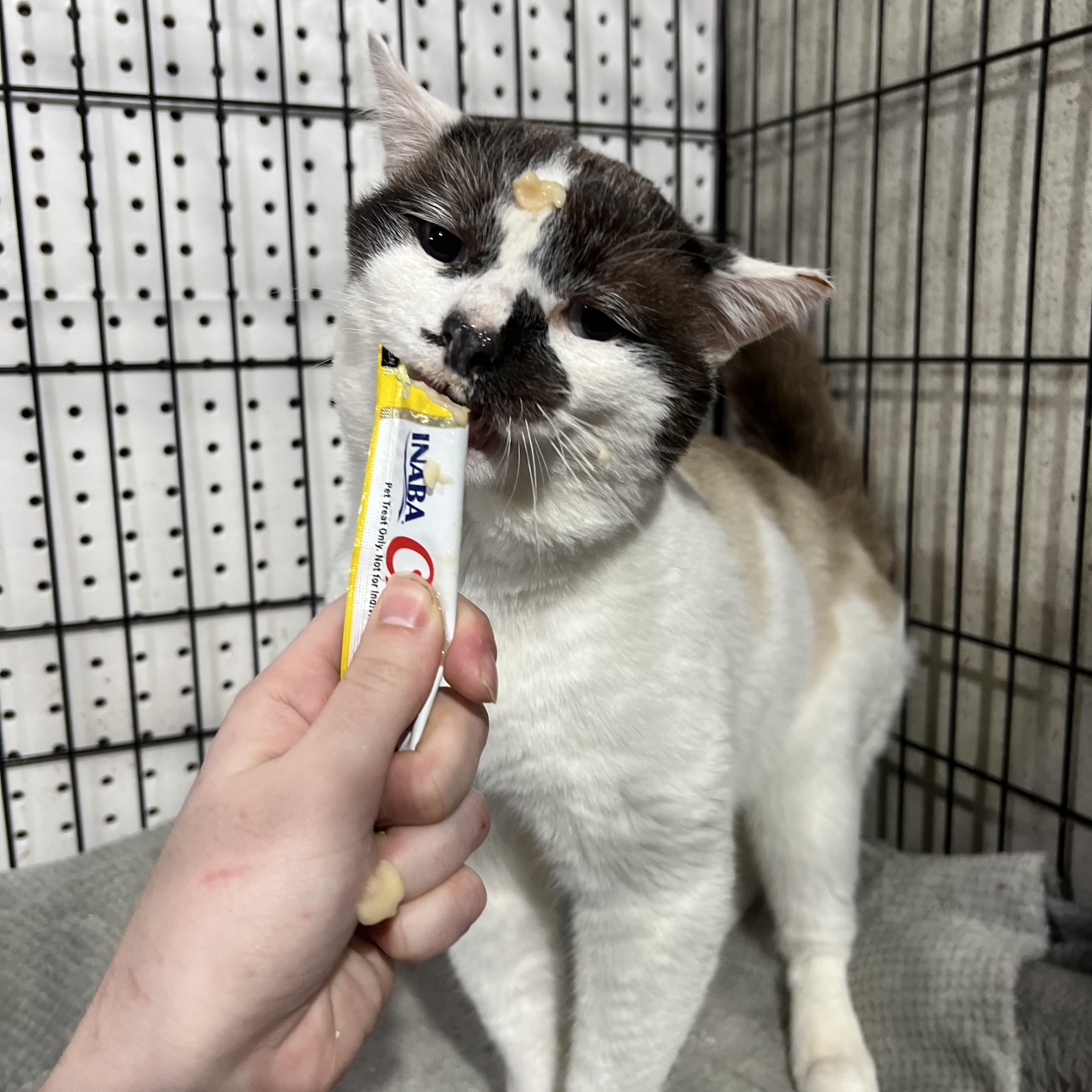 Enlarge Ferdinand, a Adoptable Domestic Short Hair in Brentwood, NH image 3/5