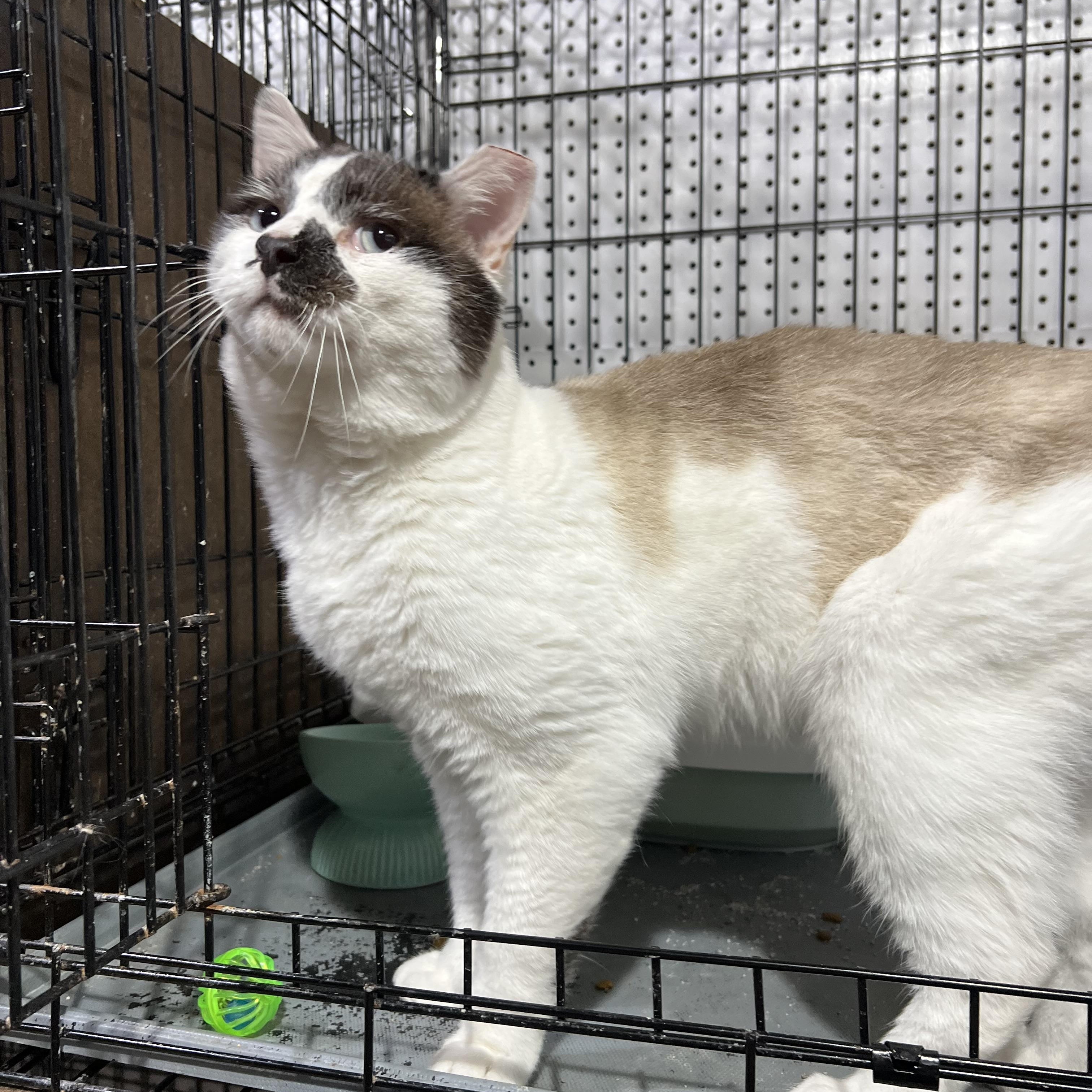 Enlarge Ferdinand, a Adoptable Domestic Short Hair in Brentwood, NH image 4/5