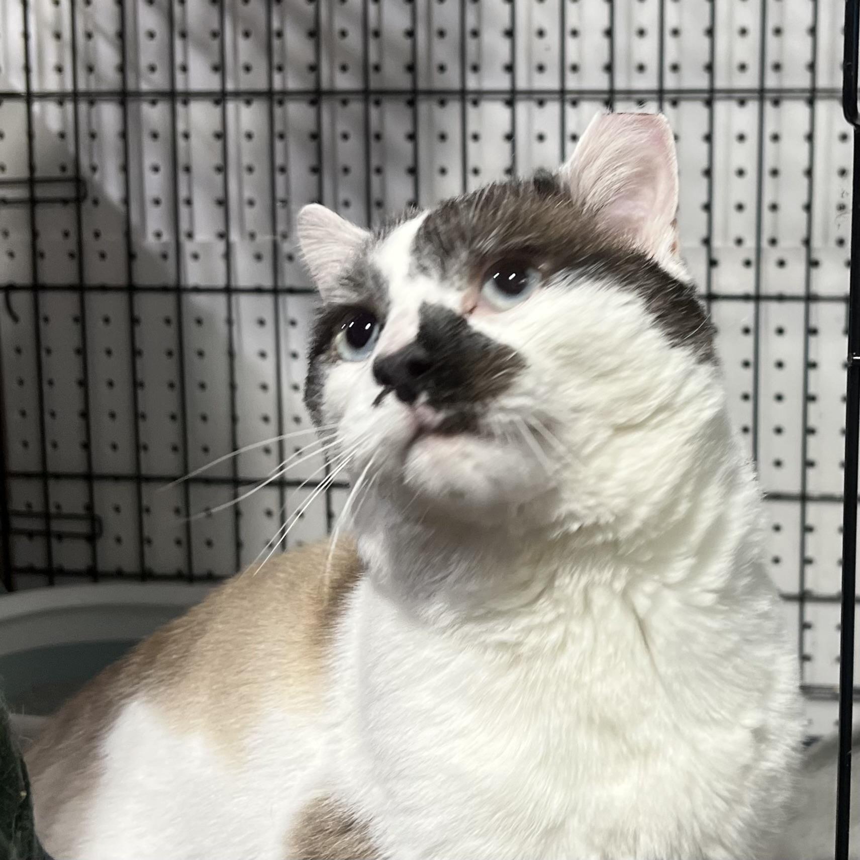 Ferdinand, Adoptable, Senior Male Domestic Short Hair.