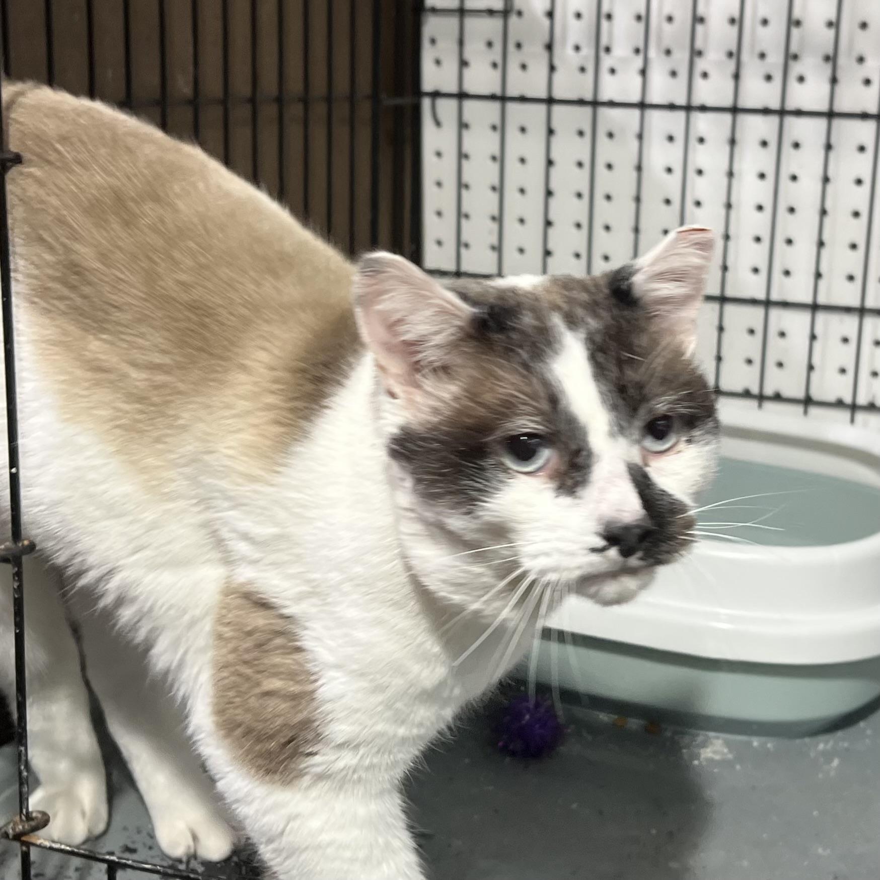 Enlarge Ferdinand, a Adoptable Domestic Short Hair in Brentwood, NH image 5/5