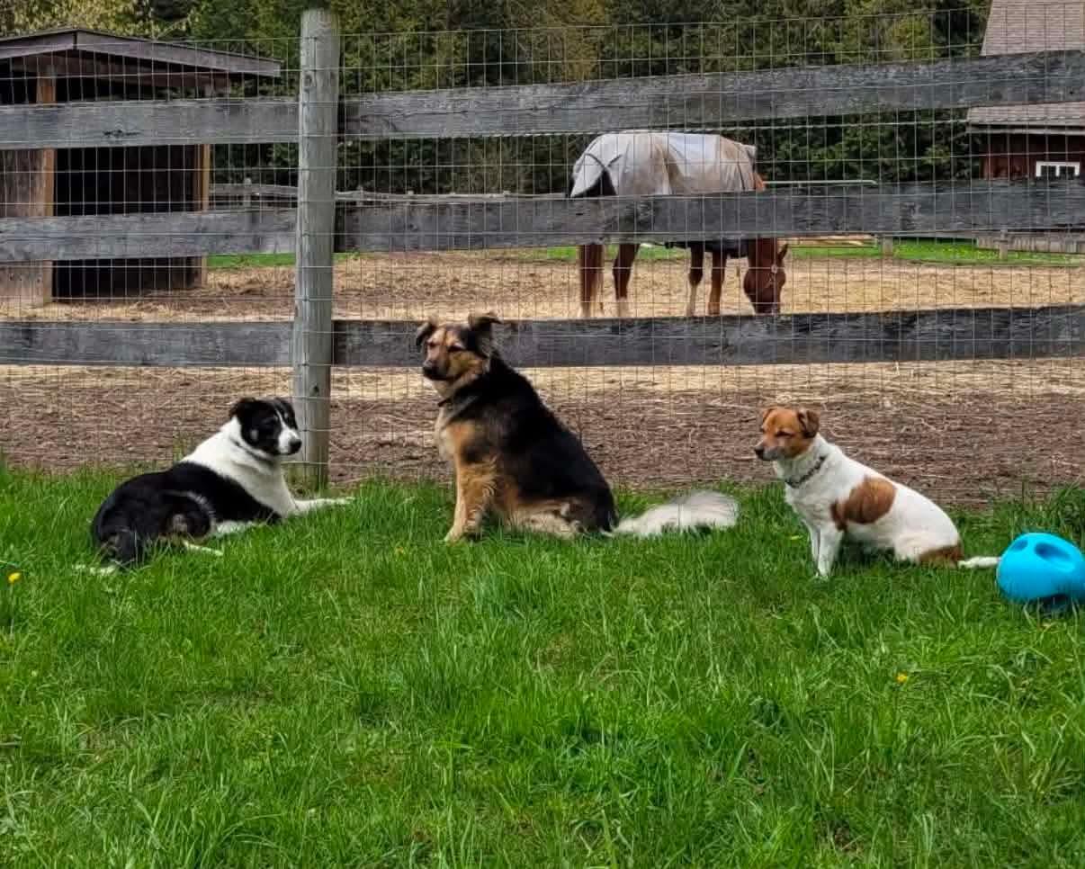 Enlarge River, a ADOPTABLE mixed breed in Erin, ON image 5/5