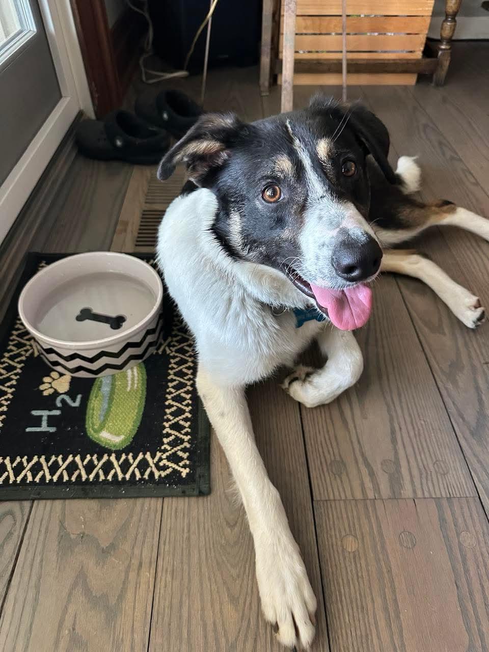 Enlarge River, a ADOPTABLE mixed breed in Erin, ON image 1/5