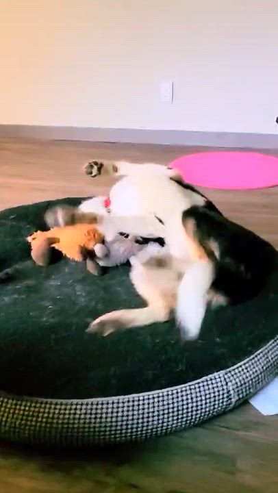 Enlarge River, a ADOPTABLE mixed breed in Erin, ON video 3/5