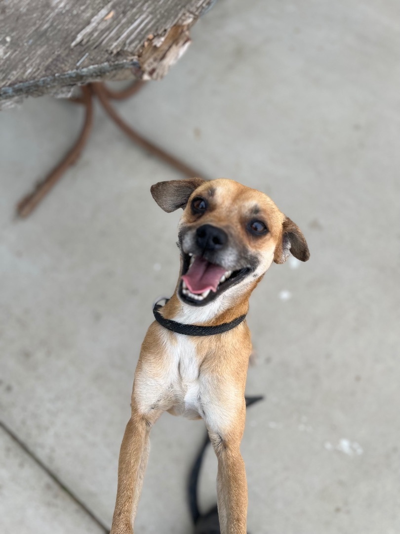 Enlarge Baris, a Adoptable Terrier in Fresno, CA image 1/1