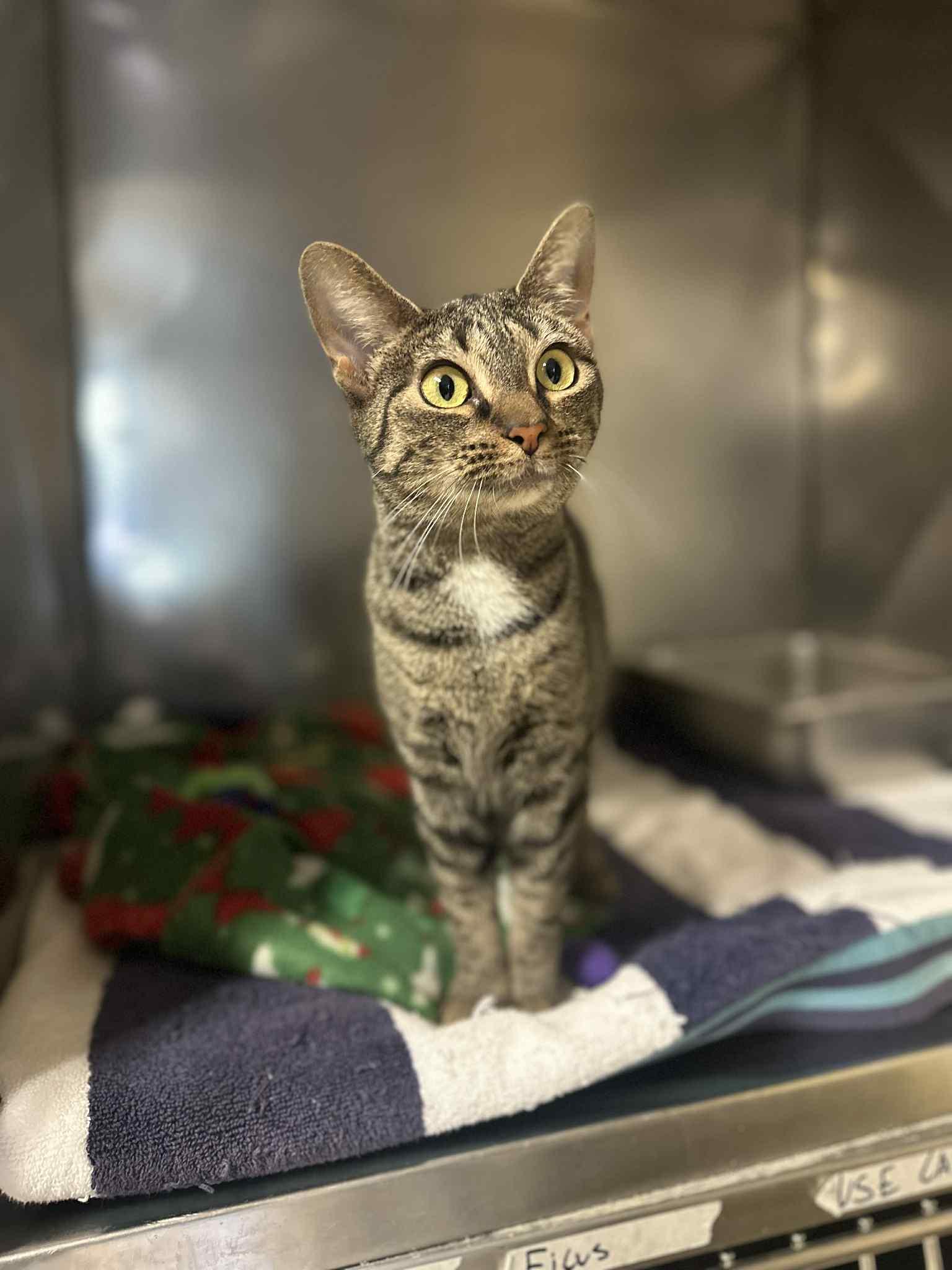 Diva (Special Needs)