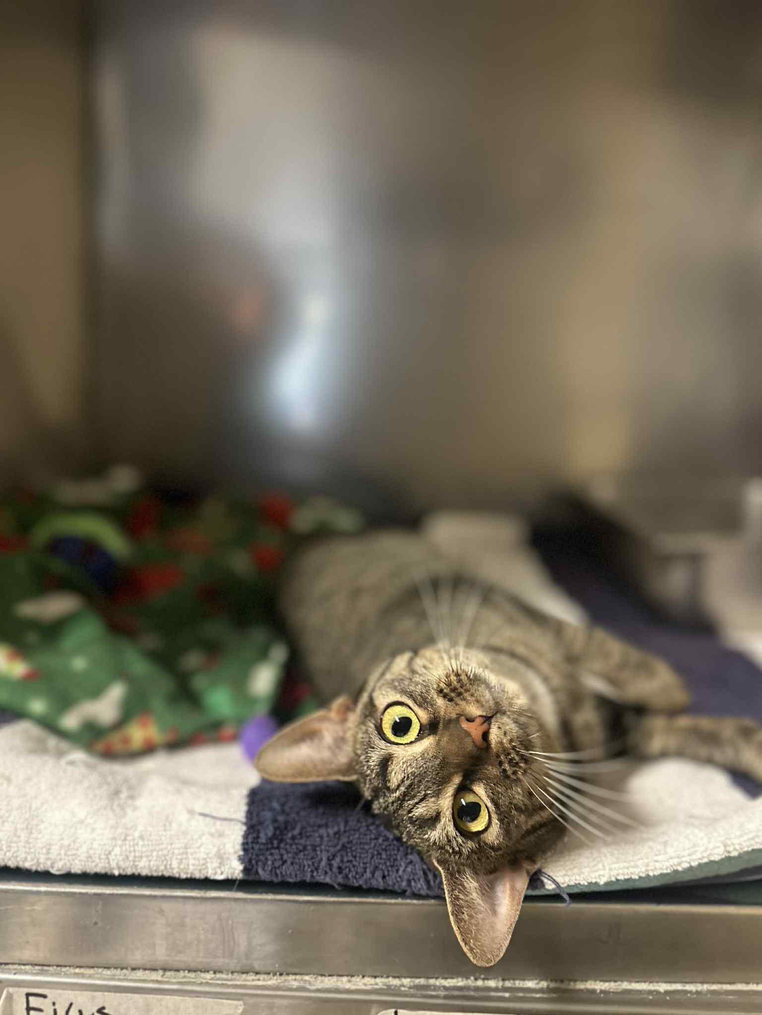 Diva (Special Needs)