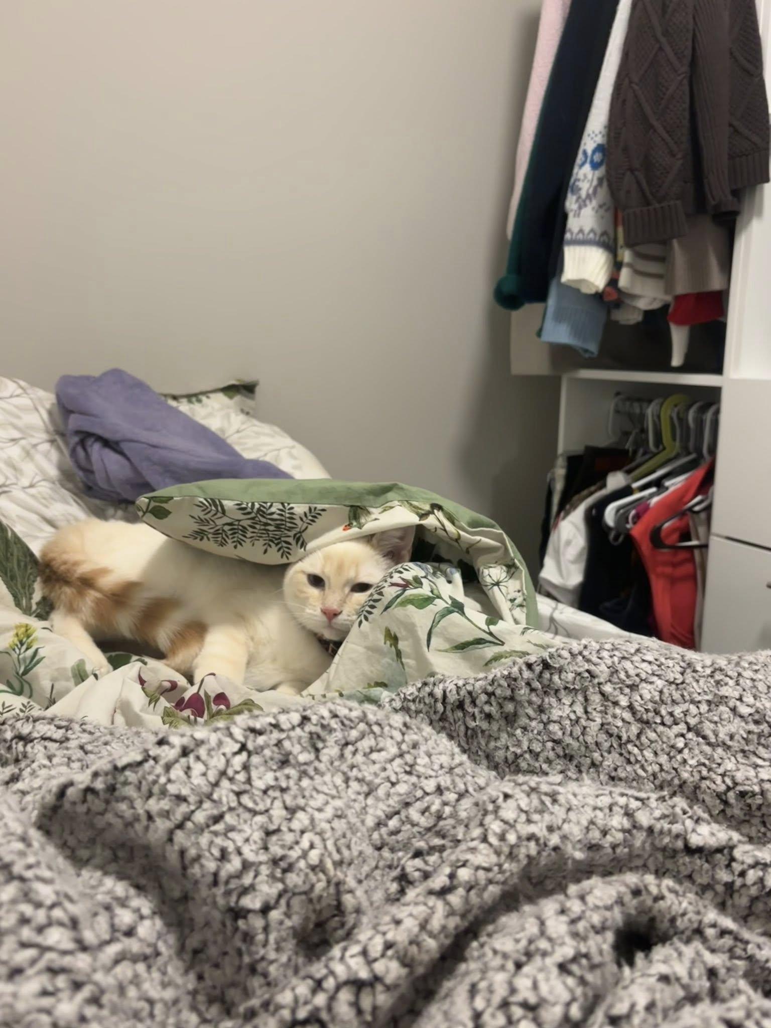 Trixie, Adopted, Young Female Domestic Short Hair.