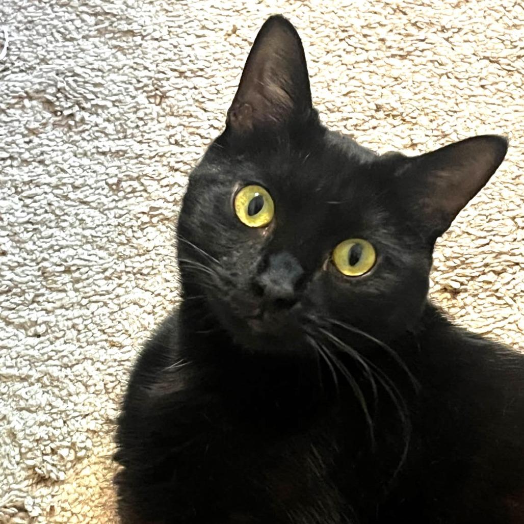 Bogey, Adoptable, Adult Female Domestic Short Hair.