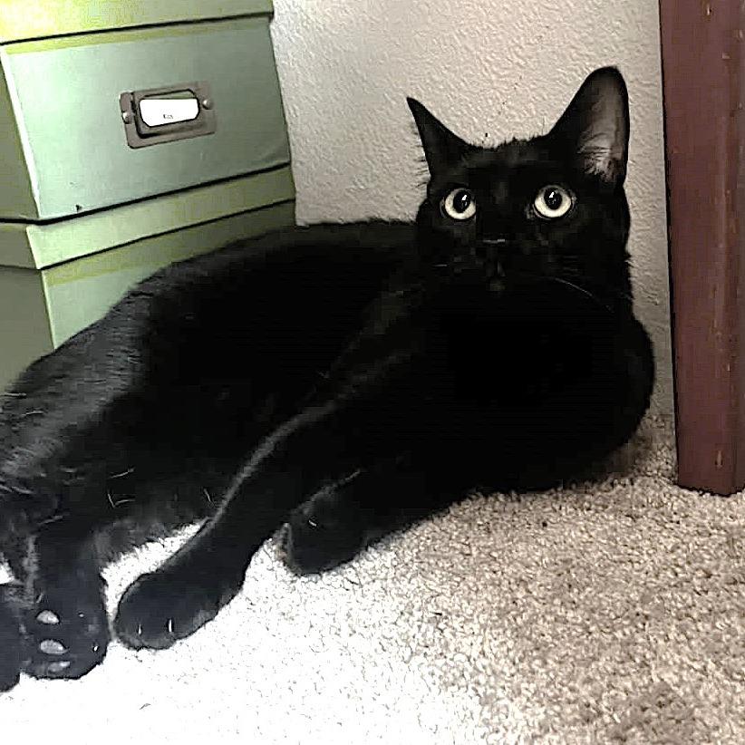 Enlarge Bogey, a Adoptable Domestic Short Hair in Springfield, OR image 2/4