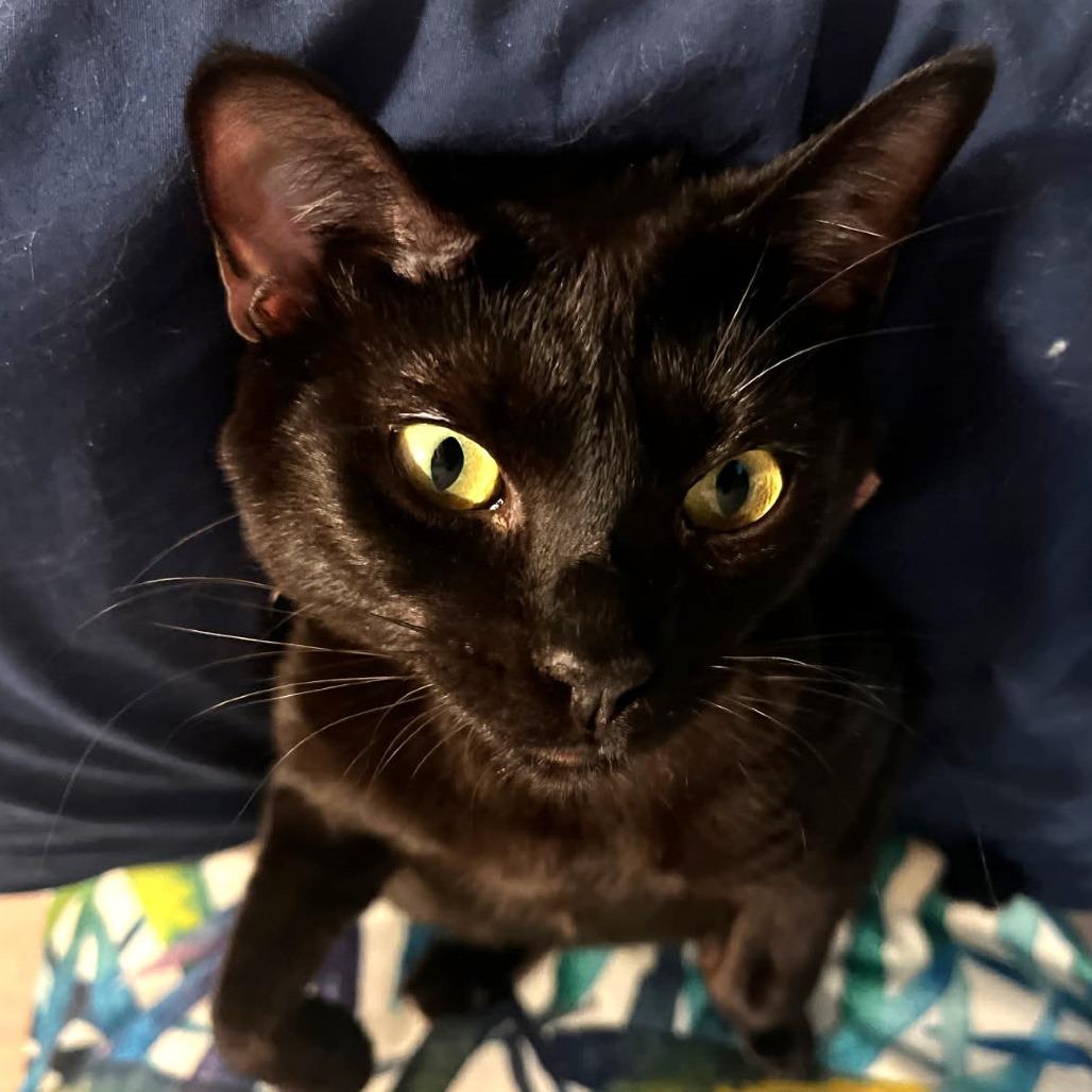 Enlarge Bogey, a Adoptable Domestic Short Hair in Springfield, OR image 3/4