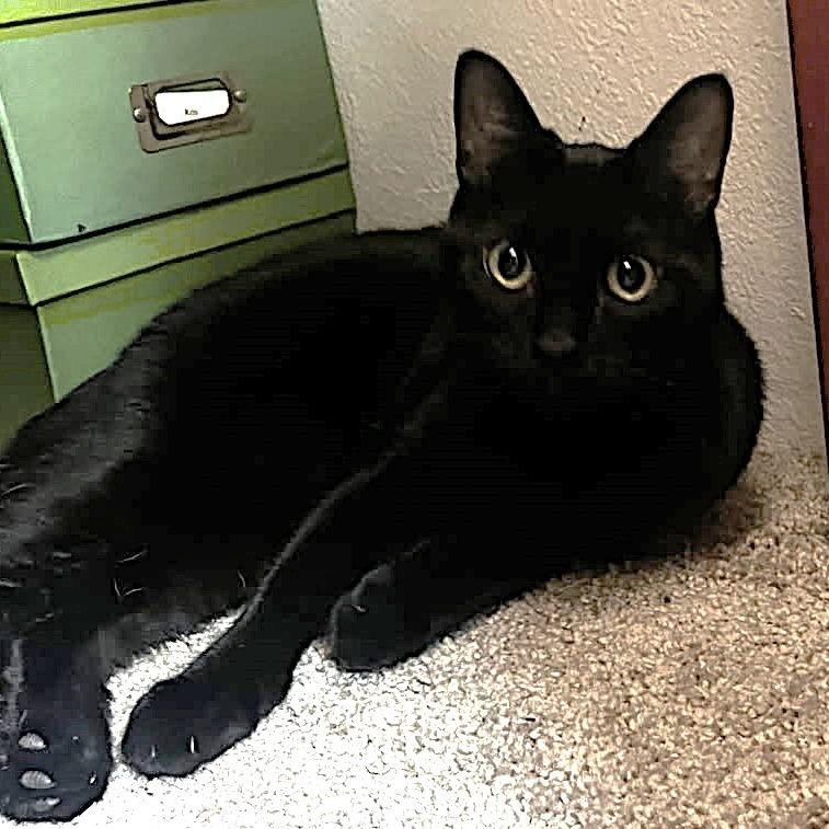 Enlarge Bogey, a Adoptable Domestic Short Hair in Springfield, OR image 4/4