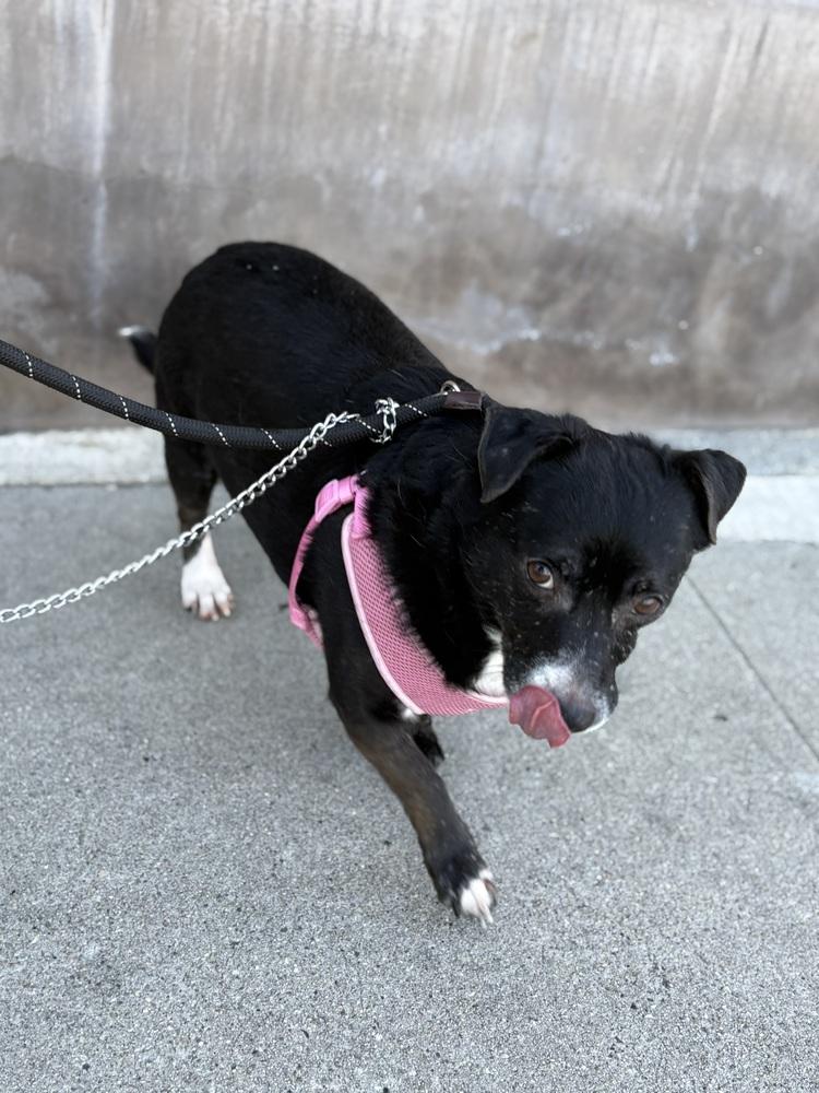 Ramsey #3934, Adoptable, Adult Male Chihuahua.