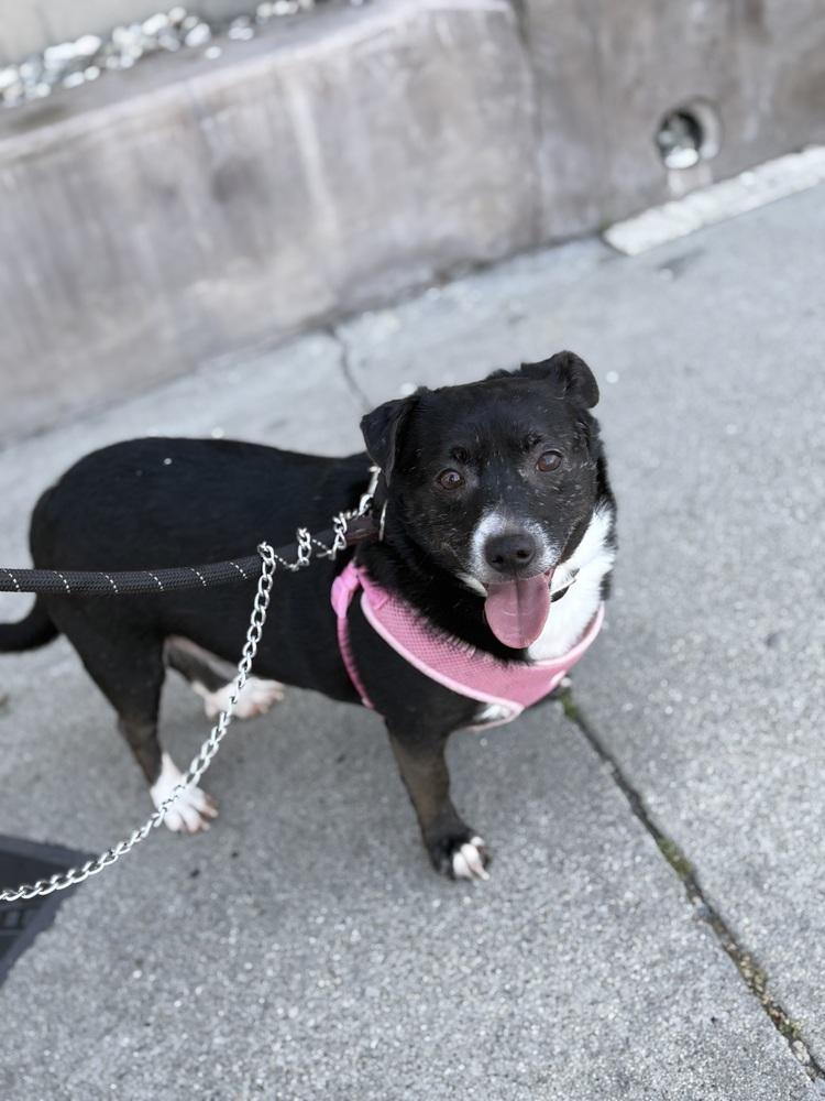 Ramsey #3934, a Adoptable Chihuahua in Studio City, CA image 2/6