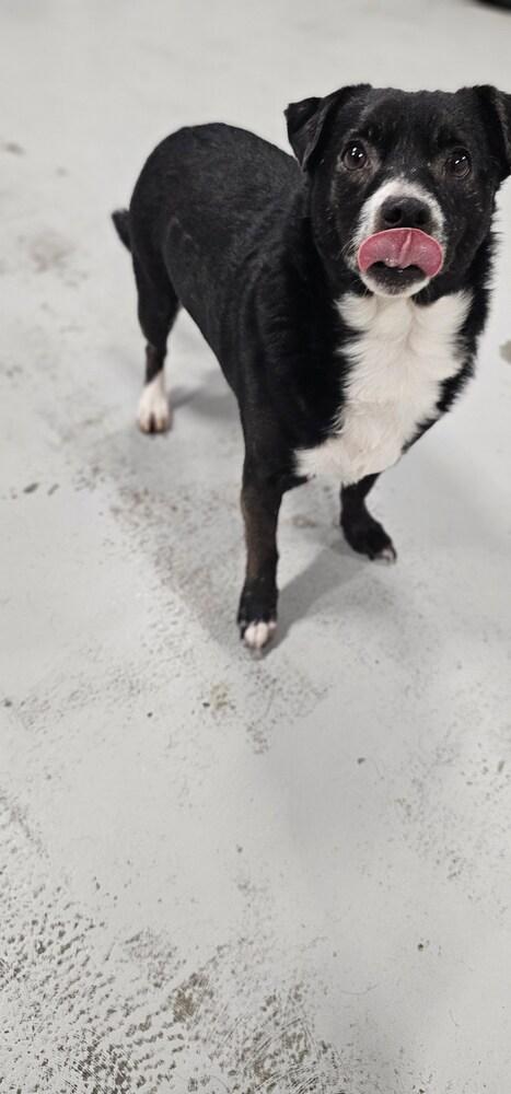 Ramsey #3934, a Adoptable Chihuahua in Studio City, CA image 3/6