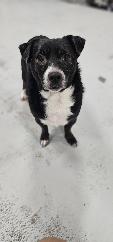 Ramsey #3934, a Adoptable Chihuahua in Studio City, CA image 4/6