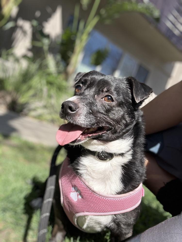 Ramsey #3934, a Adoptable Chihuahua in Studio City, CA image 6/6