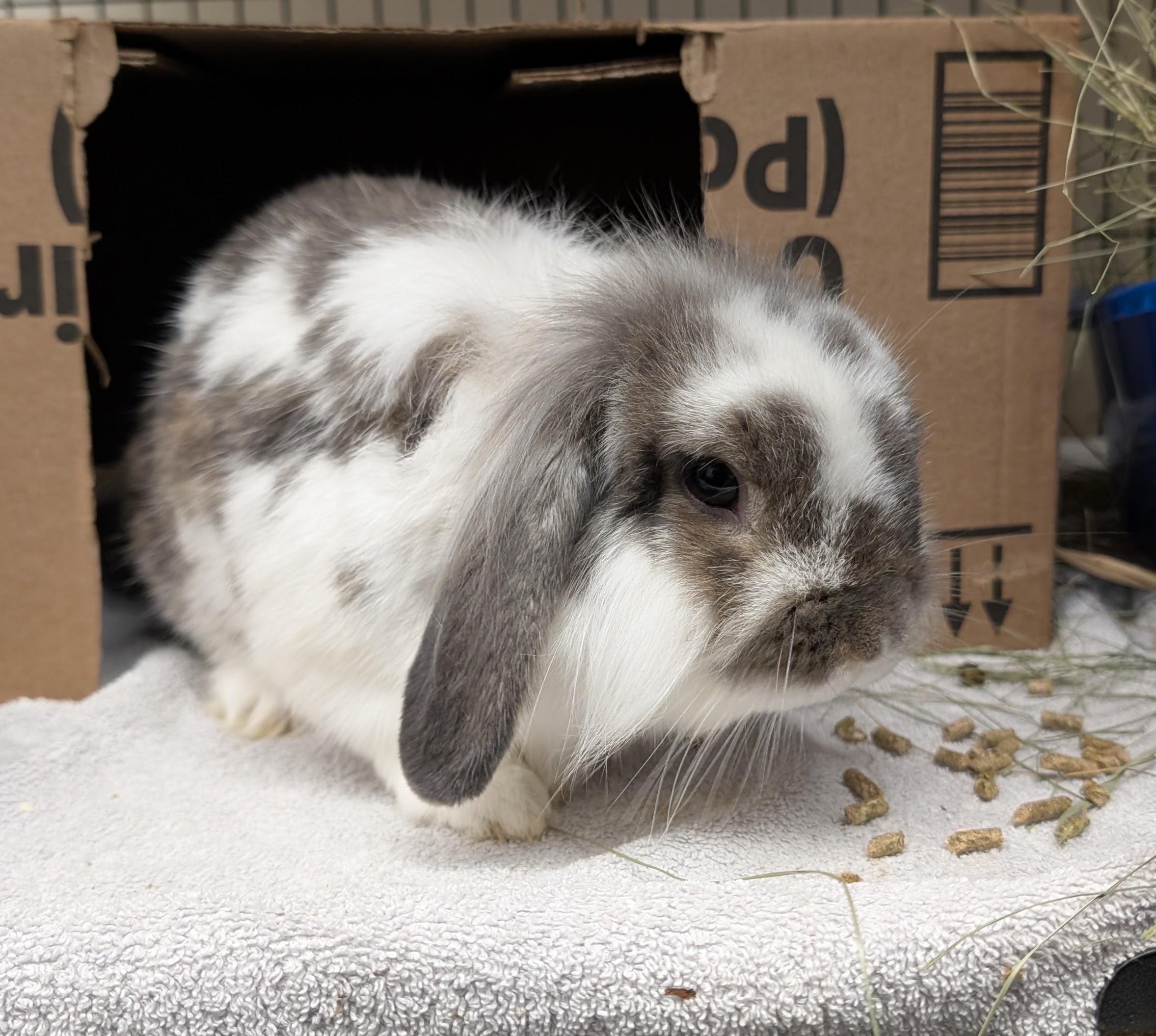 Benedict Cumberbunny, Adoptable, Adult Male American Fuzzy Lop.