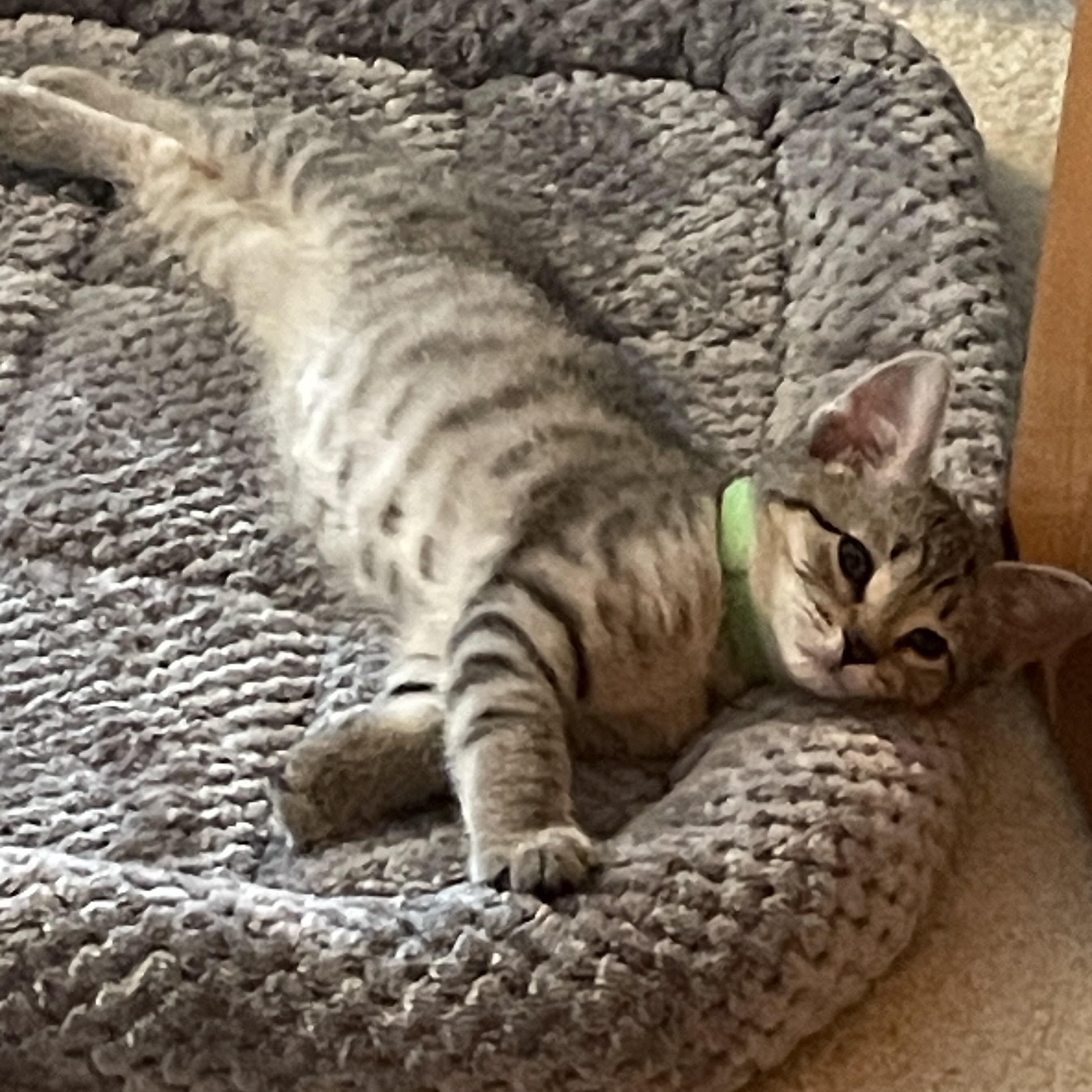 Enlarge Stardust, a Adoptable Domestic Short Hair in Mineral Point, WI image 6/6
