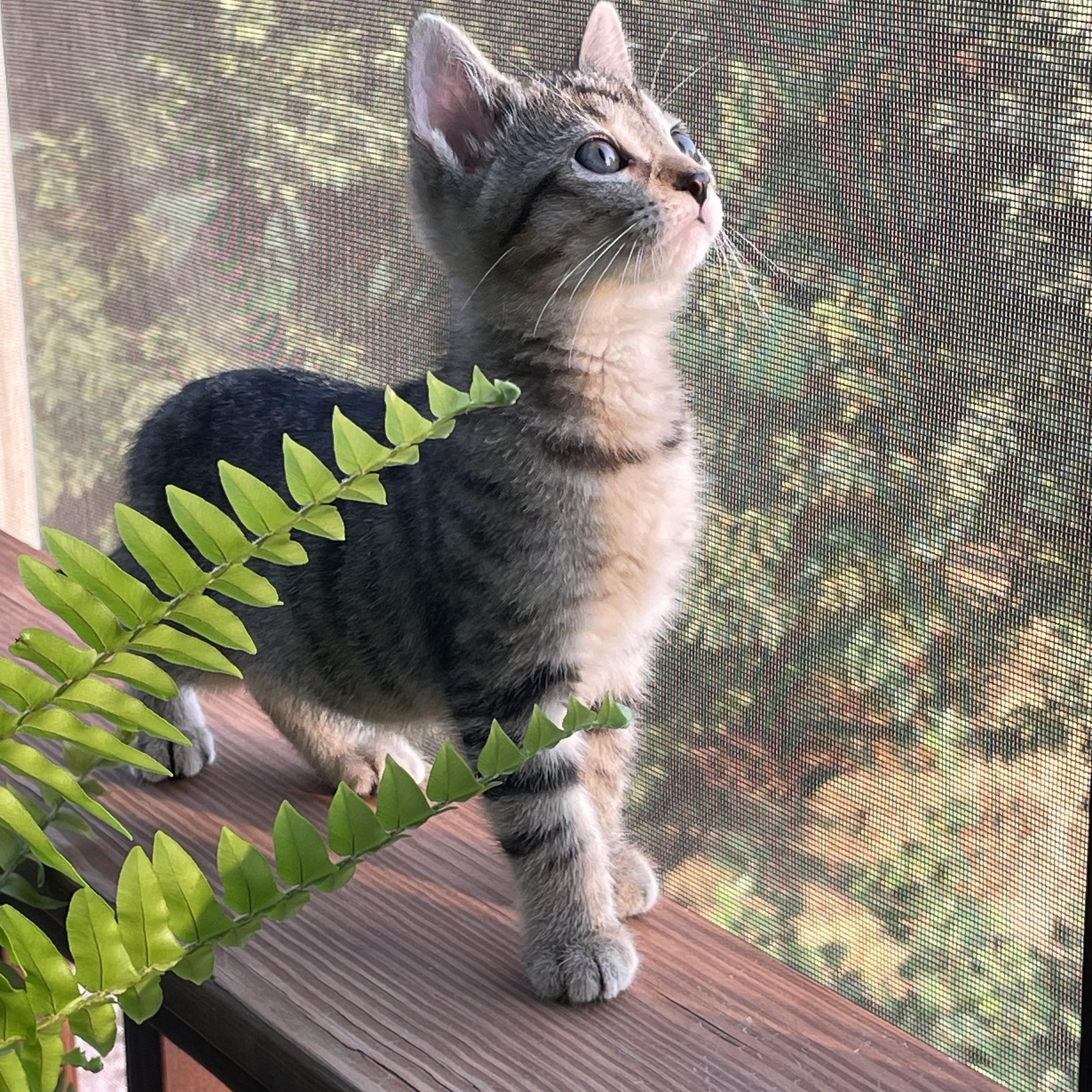Enlarge Stardust, a Adoptable Domestic Short Hair in Mineral Point, WI image 1/6