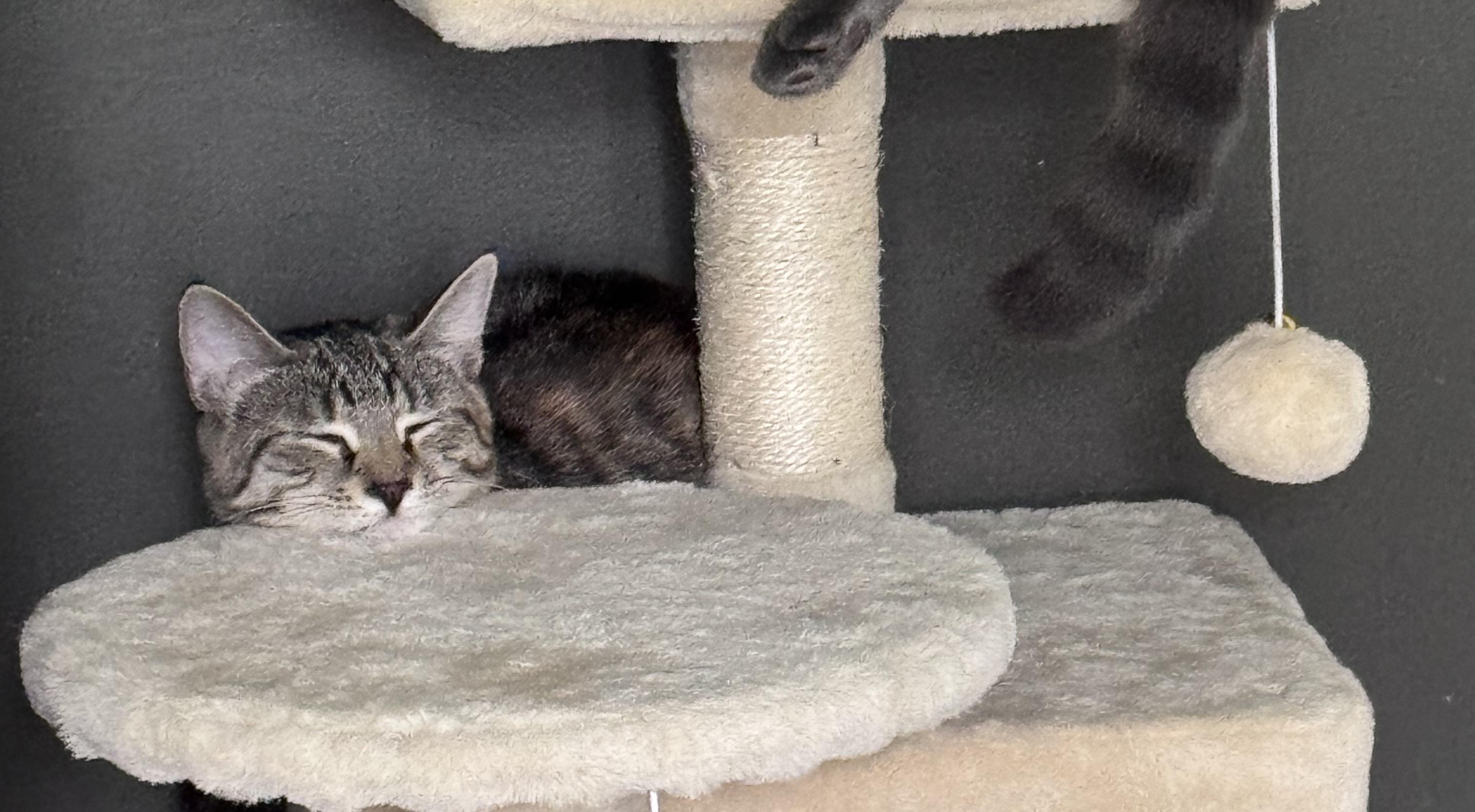 Enlarge Jalapeño and Bell, a ADOPTABLE mixed breed in Glenmont, NY image 5/6