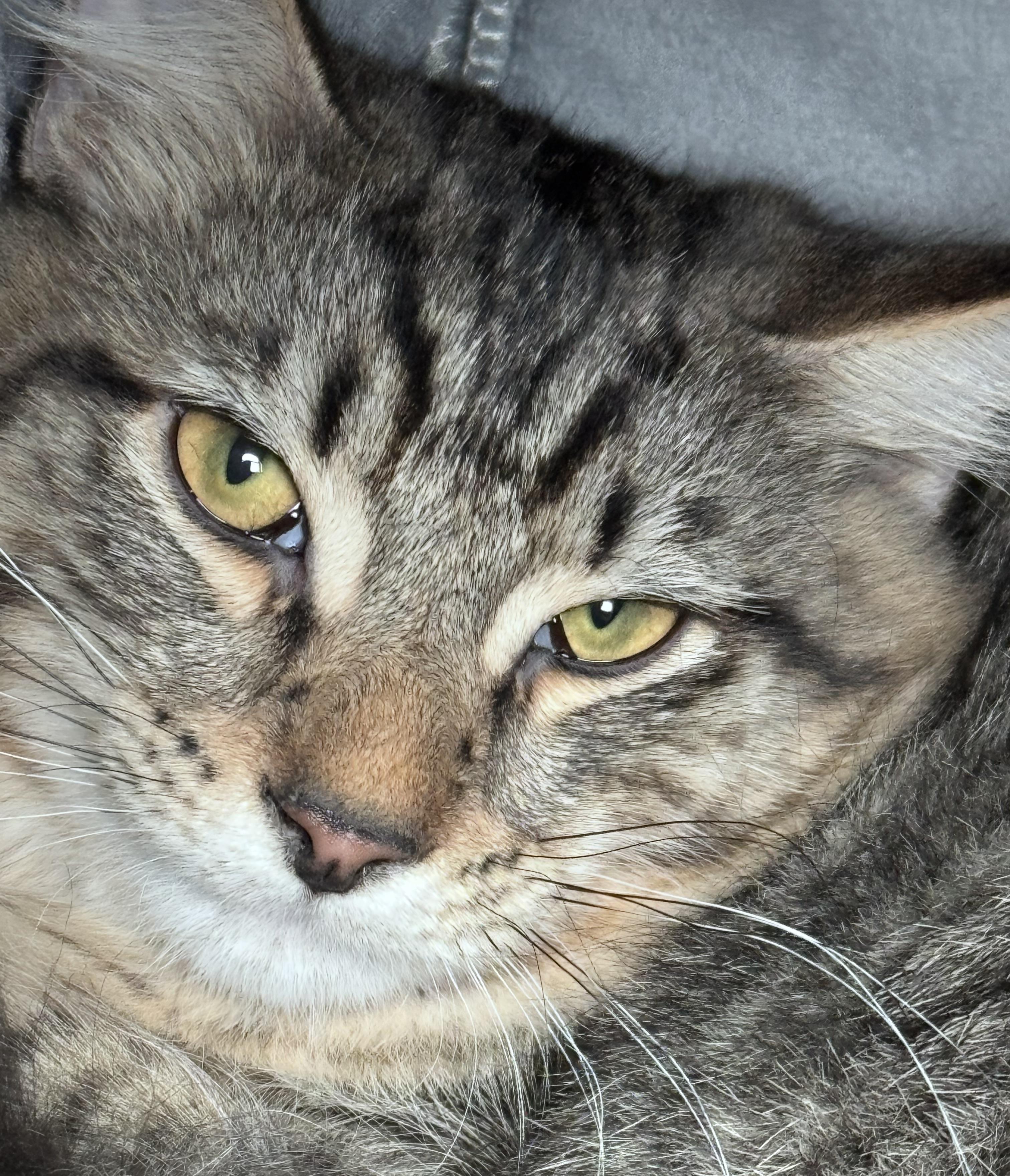 Enlarge Jalapeño and Bell, a ADOPTABLE mixed breed in Glenmont, NY image 3/6