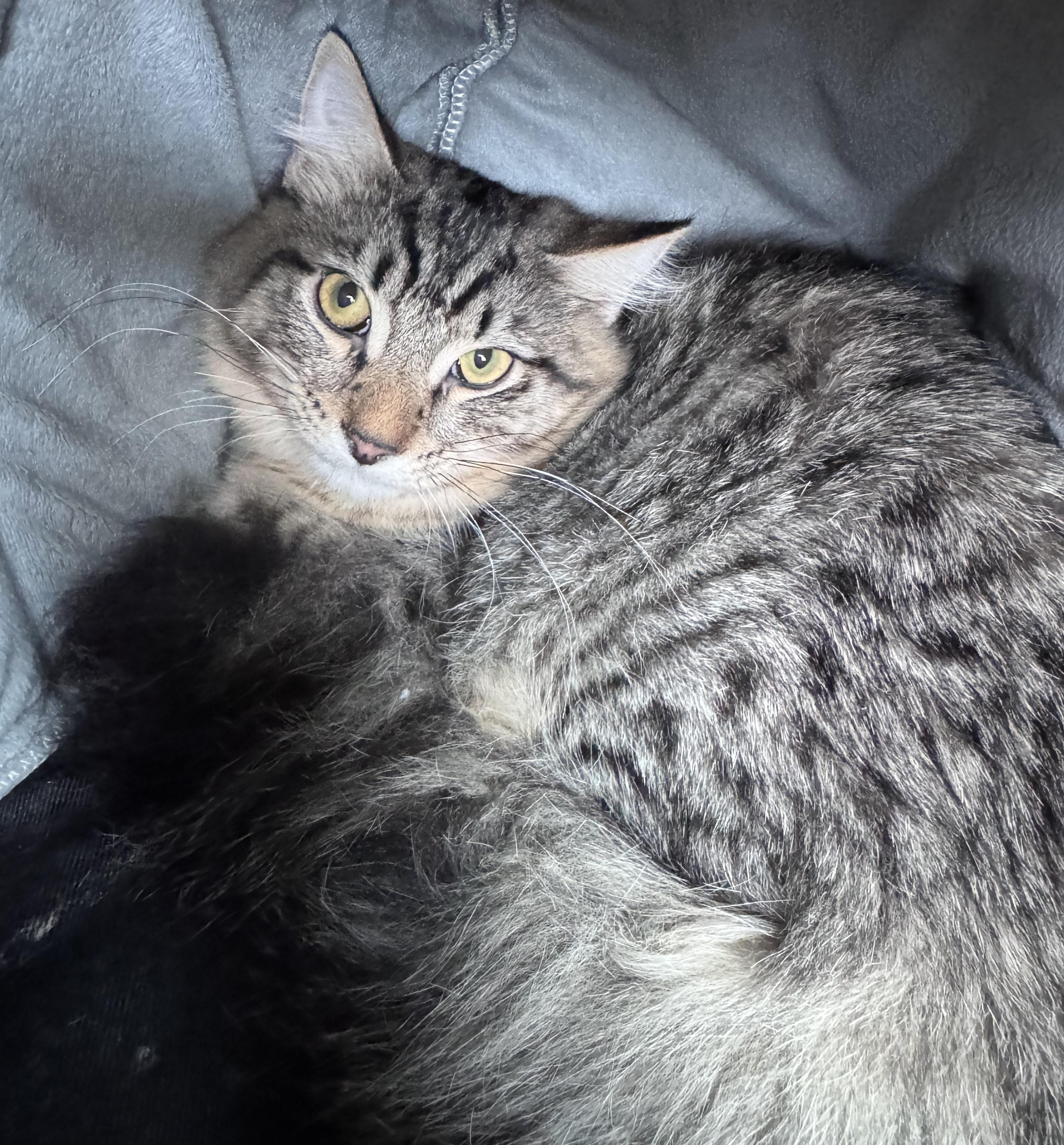 Jalapeño and Bell, ADOPTABLE, Kitten Male Domestic Medium Hair.