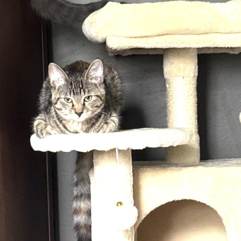 Enlarge Jalapeño and Bell, a ADOPTABLE mixed breed in Glenmont, NY image 4/6