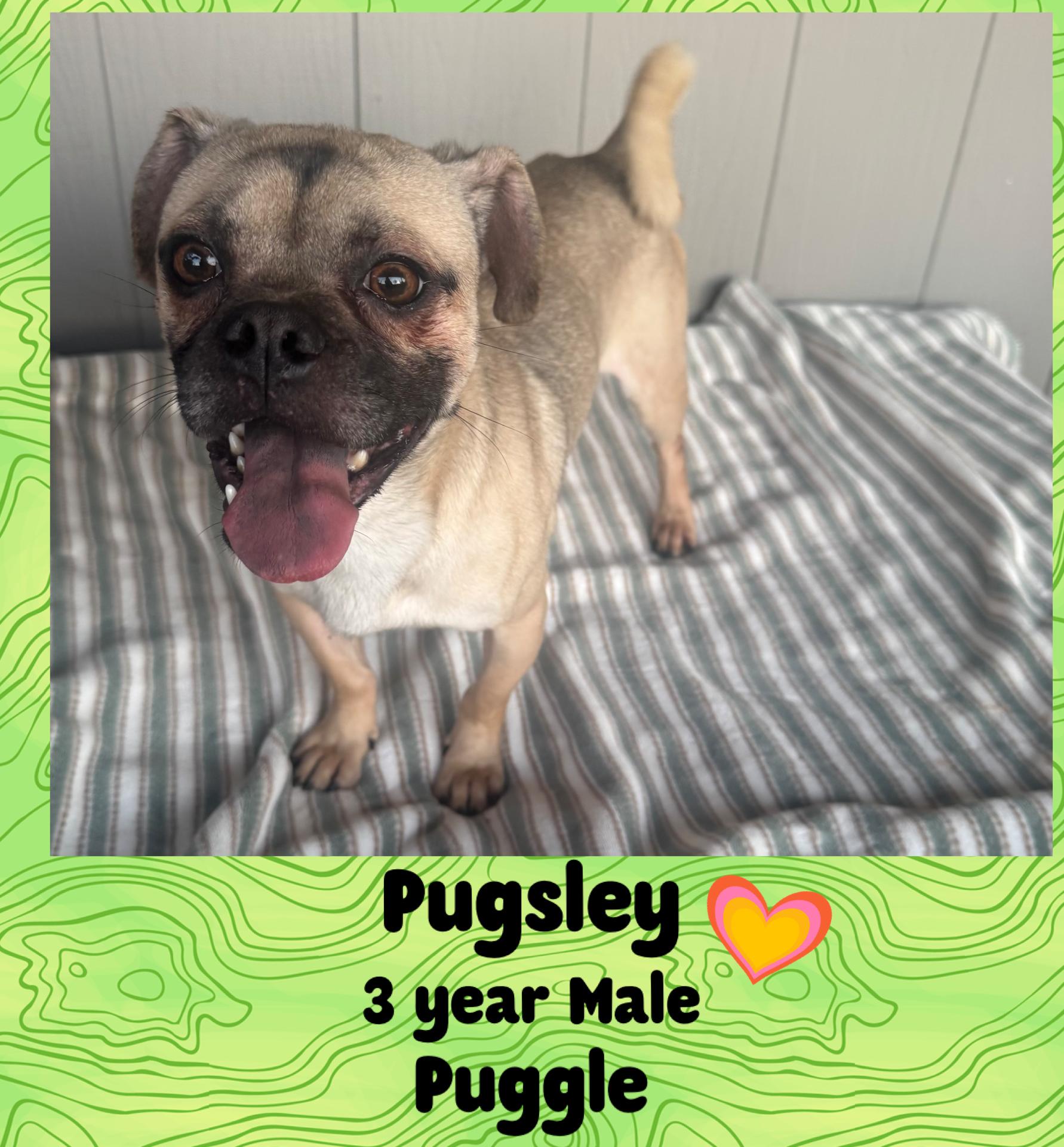 PUGSLEY – 3 YEAR MALE PUGGLE @ KIWANIS PARK IN TEMPE ON SATURDAY, NOV 8th,  11–2PM, an adoptable Puggle in Mesa, AZ, 85202 | Photo Image 1