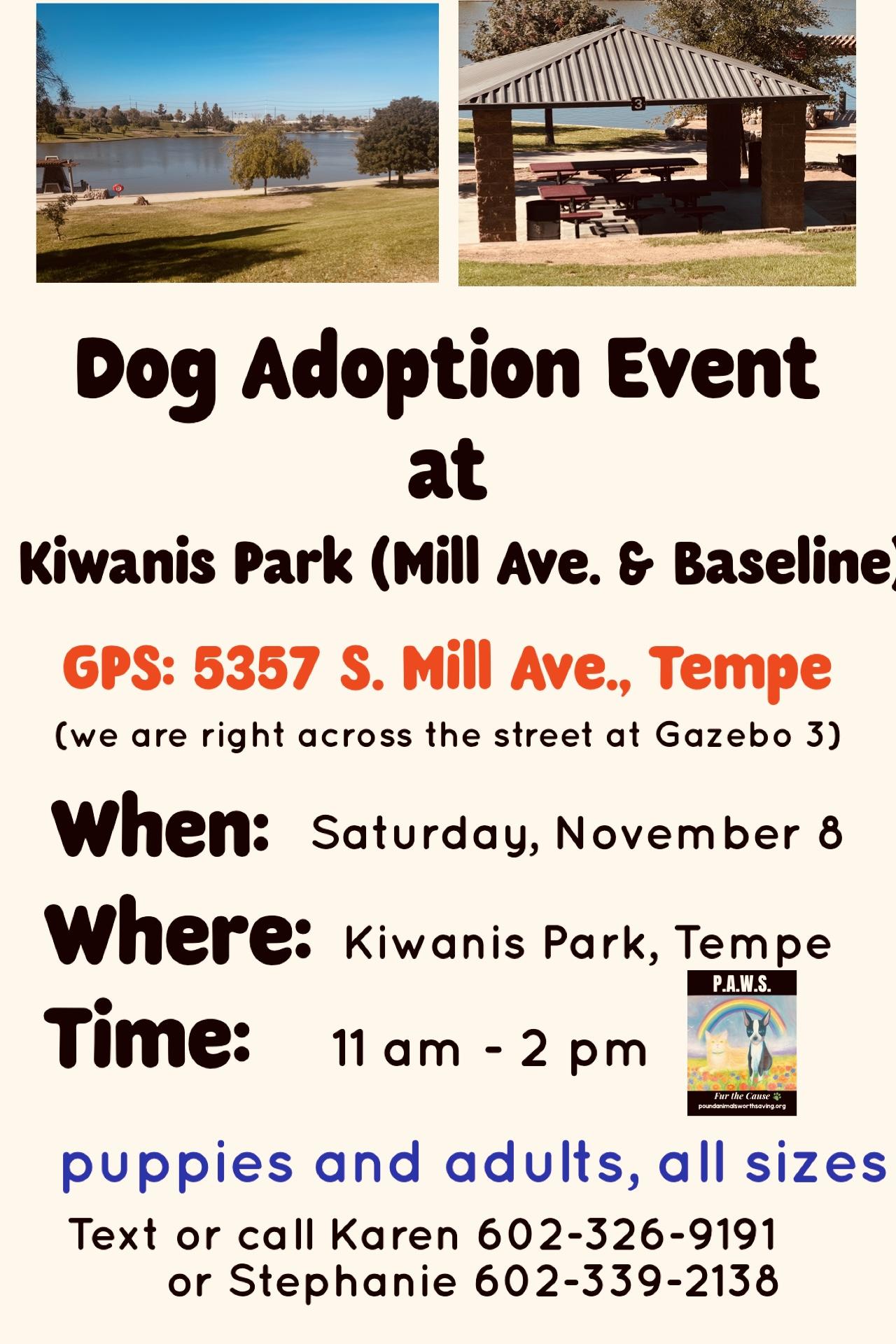 PUGSLEY – 3 YEAR MALE PUGGLE @ KIWANIS PARK IN TEMPE ON SATURDAY, NOV 8th,  11–2PM, an adoptable Puggle in Mesa, AZ, 85202 | Photo Image 2