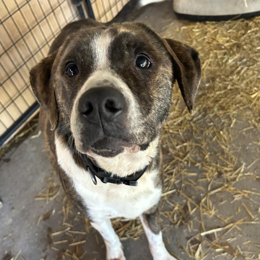 Enlarge Chippy, a Adoptable mixed breed in Enterprise, AL image 1/2