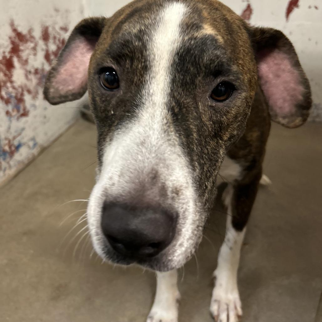 Chippy, Adoptable, Adult Male Bullmastiff & Labrador Retriever.