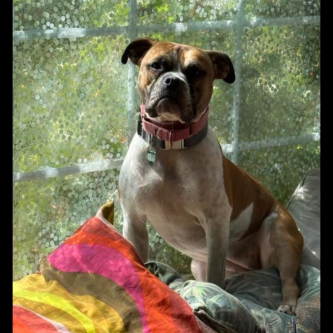 Enlarge Yuno, a Adoptable mixed breed in Midlothian, VA image 1/6