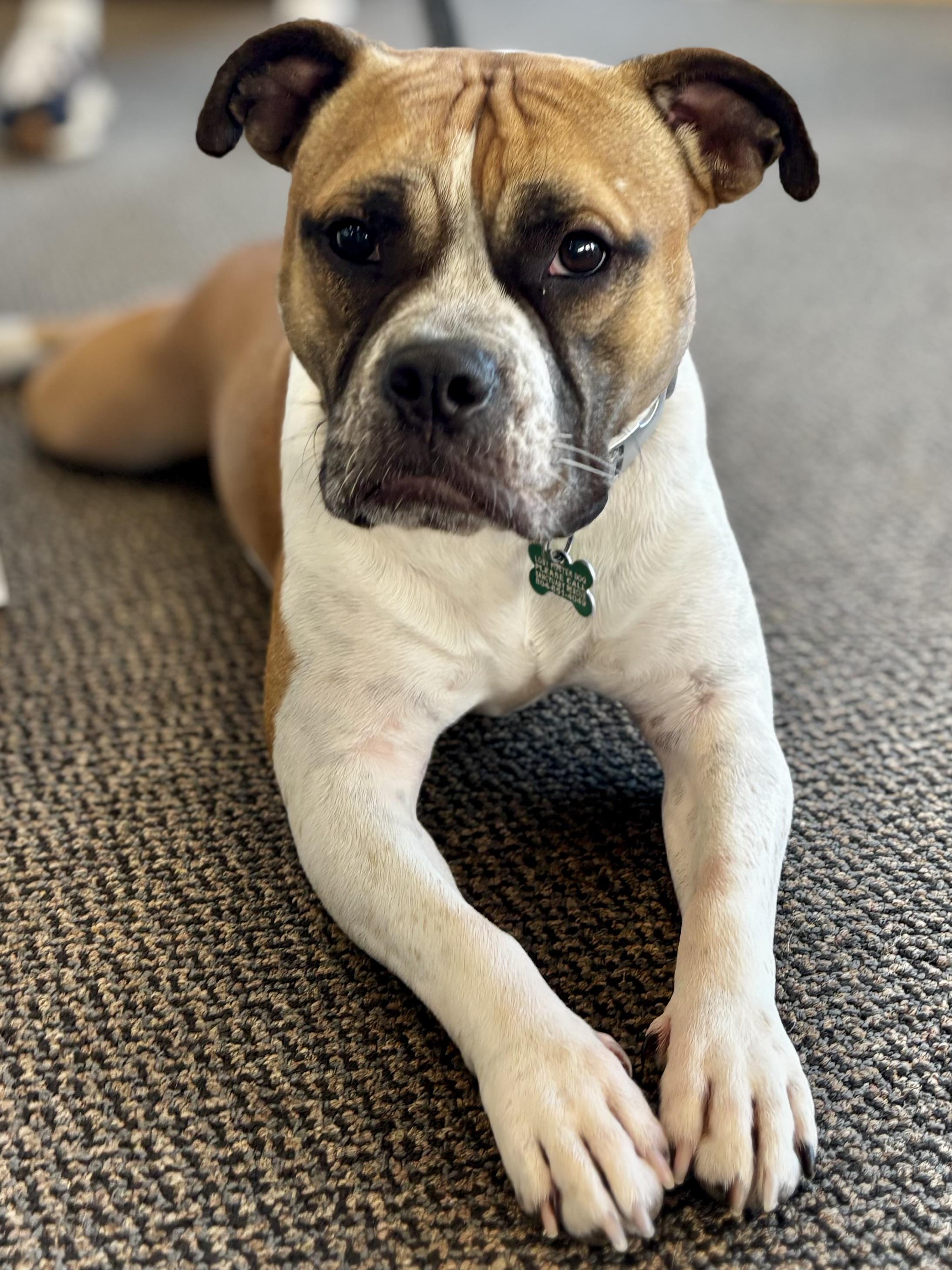 Yuno, Adoptable, Young Female Boxer.