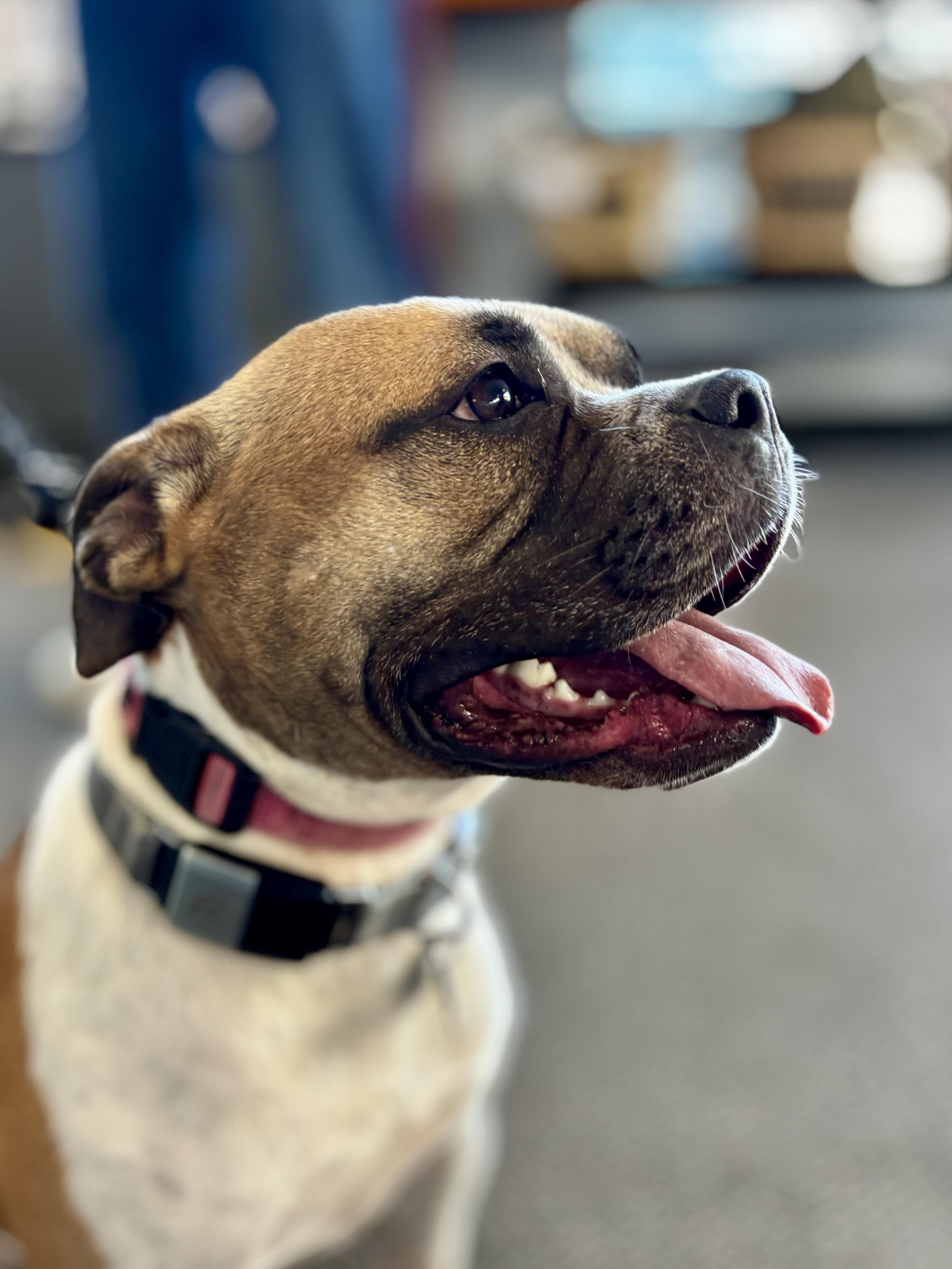 Enlarge Yuno, a Adoptable mixed breed in Midlothian, VA image 4/6