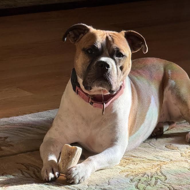 Enlarge Yuno, a Adoptable mixed breed in Midlothian, VA image 2/6