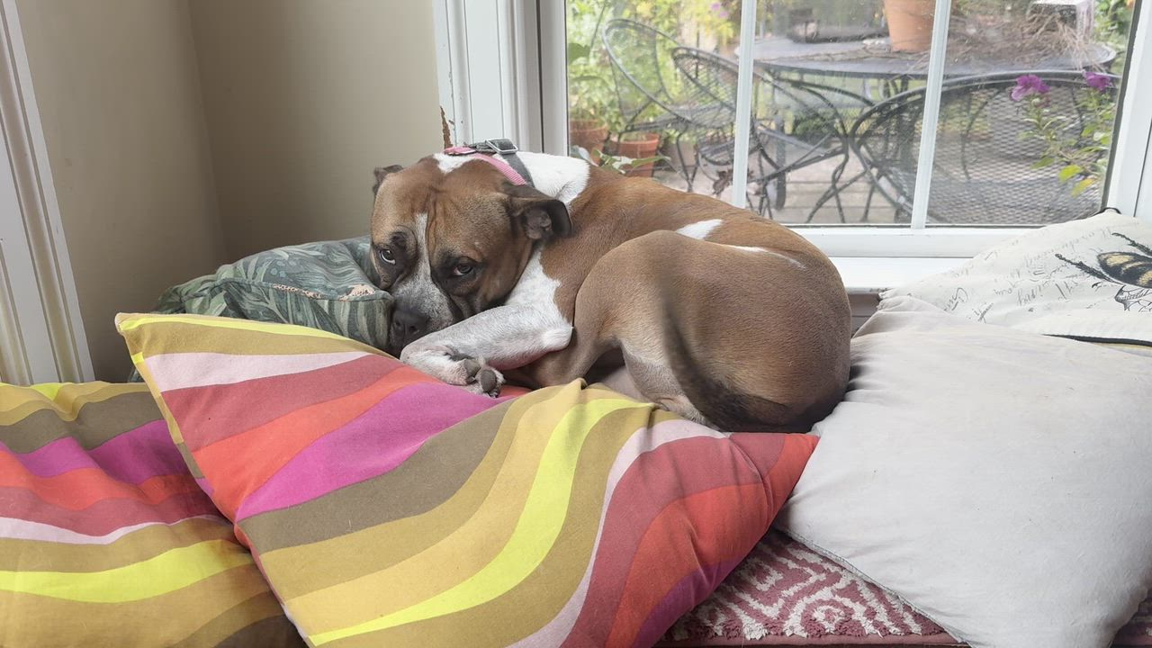 Enlarge Yuno, a Adoptable mixed breed in Midlothian, VA video 6/6