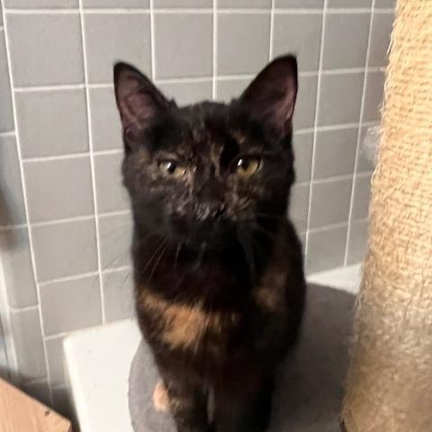 Daisy — thumbnail 2