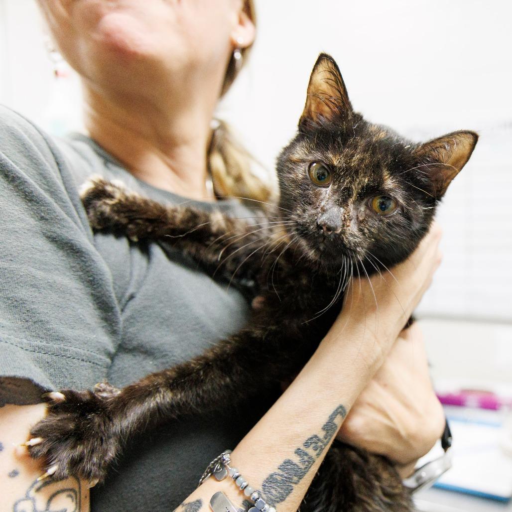 Daisy — thumbnail 4