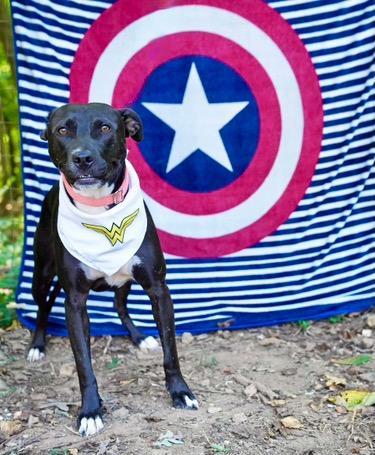 Enlarge Davina, a Adoptable mixed breed in Toney, AL image 1/6