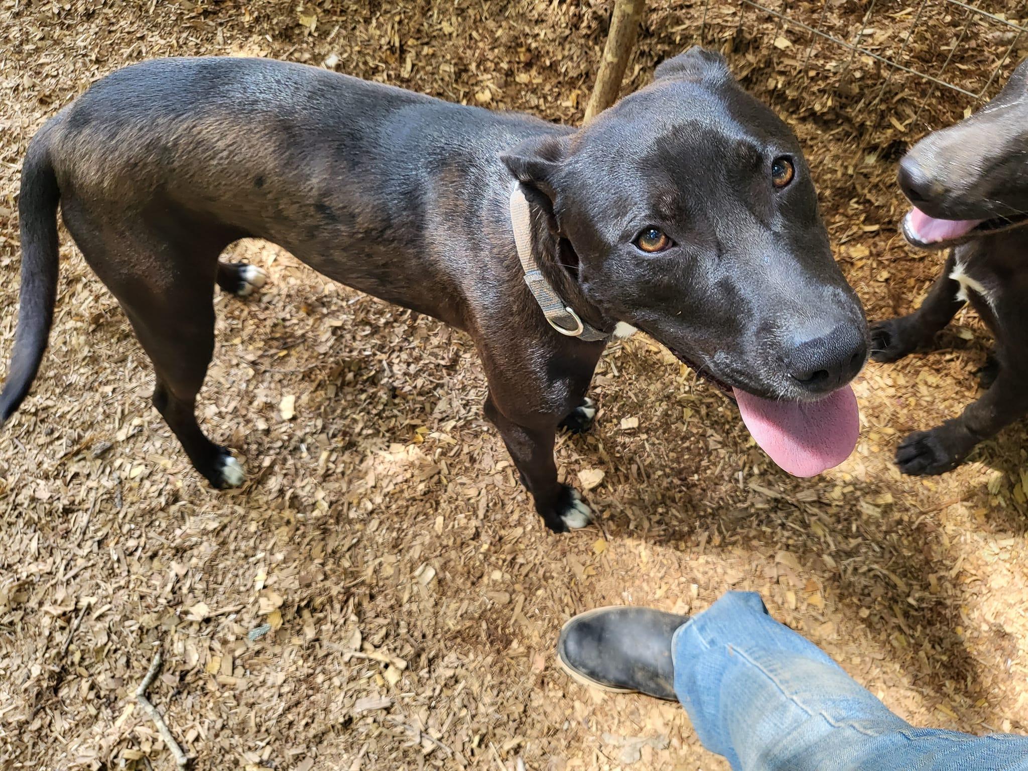 Enlarge Davina, a Adoptable mixed breed in Toney, AL image 2/6