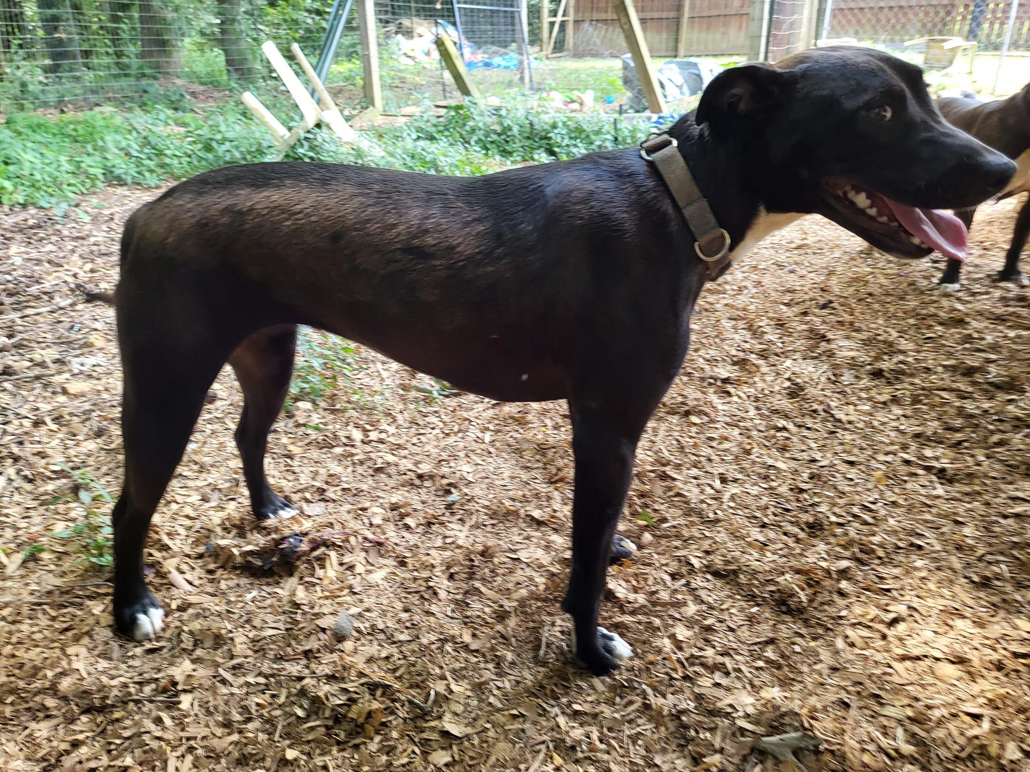 Enlarge Davina, a Adoptable mixed breed in Toney, AL image 3/6