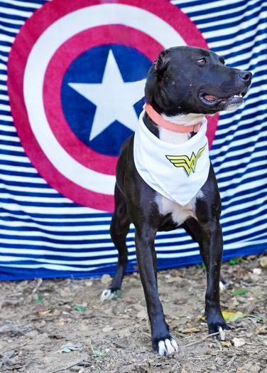 Enlarge Davina, a Adoptable mixed breed in Toney, AL image 4/6